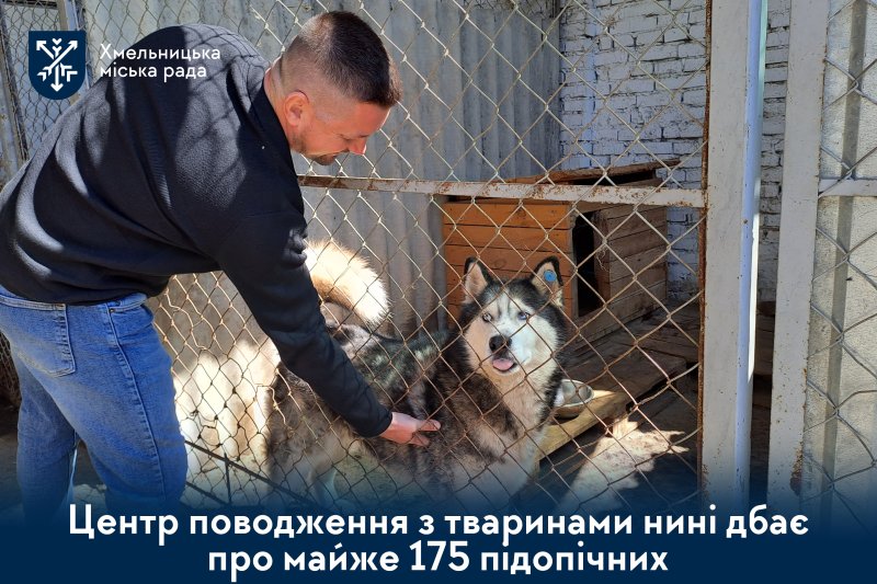 У Хмельницькому готуються до «Лапи Фесту»: долучайтеся, щоб допомогти безпритульним тваринам (відео)