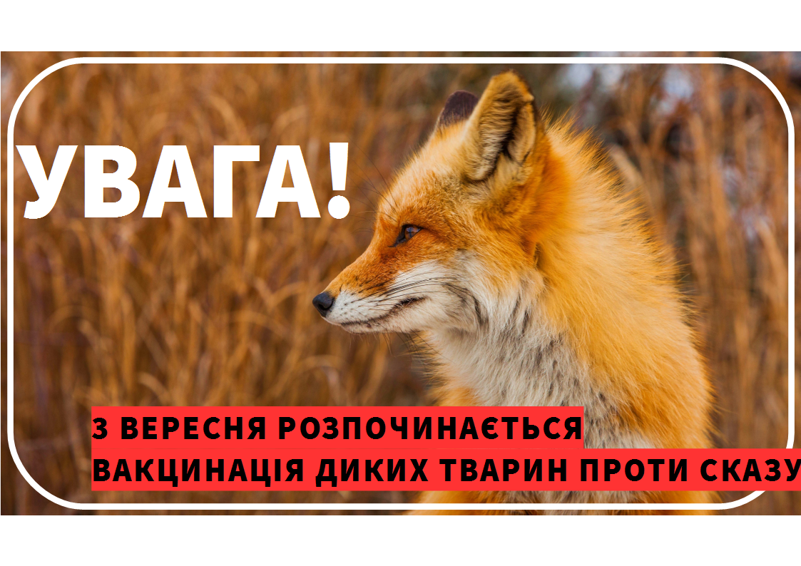 У вересні 2023 року на території Полтавської області розпочинається кампанія з вакцинації диких м’ясоїдних проти сказу!